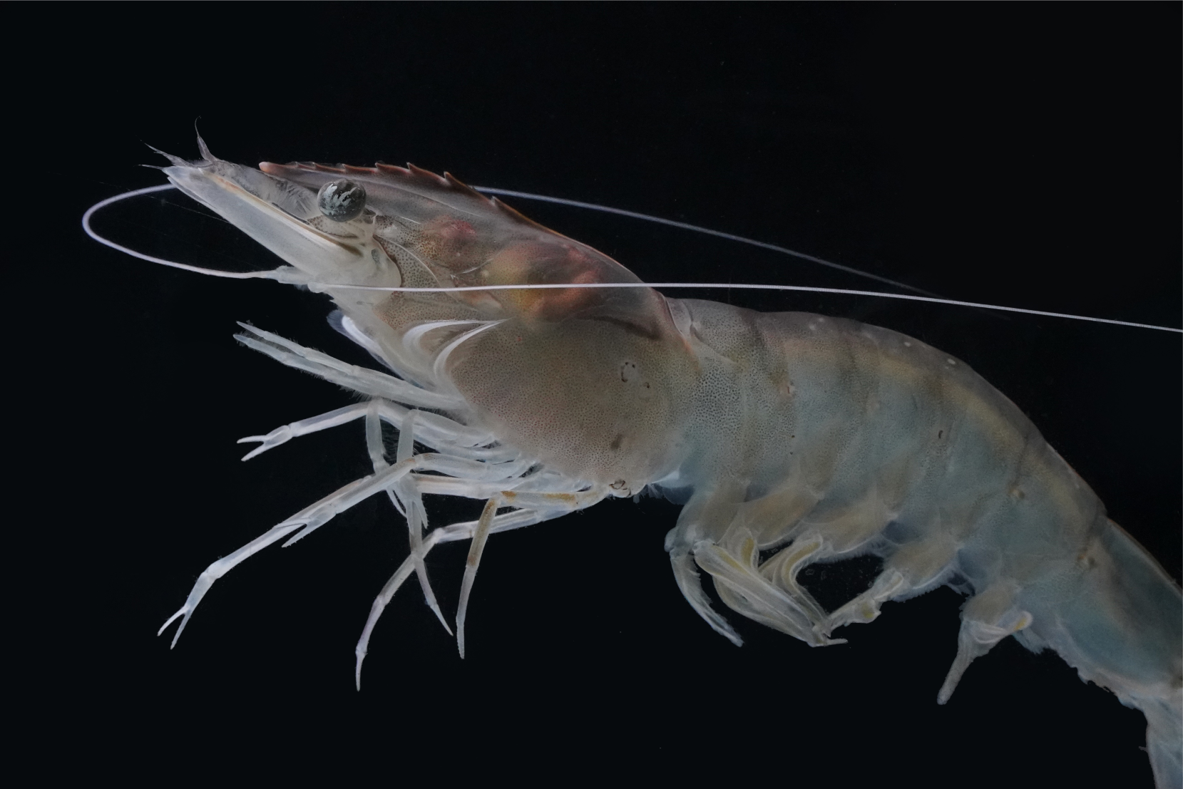 Shrimp Texture