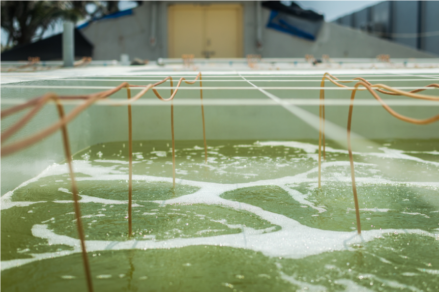 Hatchery Laboratory